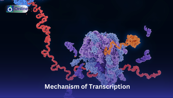 Lesson 14: Explanation of the Mechanism of Transcription